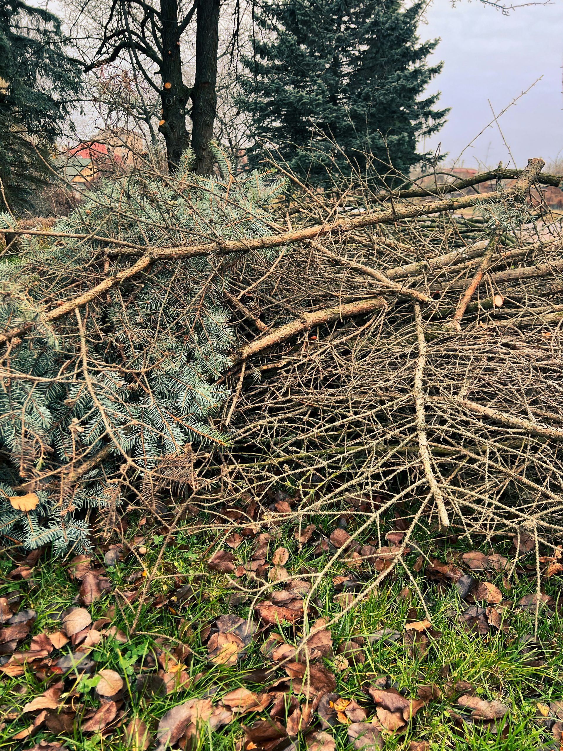 a pile of branches and leaves